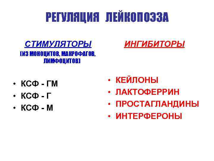 РЕГУЛЯЦИЯ ЛЕЙКОПОЭЗА СТИМУЛЯТОРЫ ИНГИБИТОРЫ (ИЗ МОНОЦИТОВ, МАКРОФАГОВ, ЛИМФОЦИТОВ) • КСФ - ГМ • КСФ