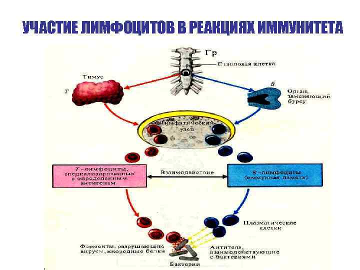 УЧАСТИЕ ЛИМФОЦИТОВ В РЕАКЦИЯХ ИММУНИТЕТА 