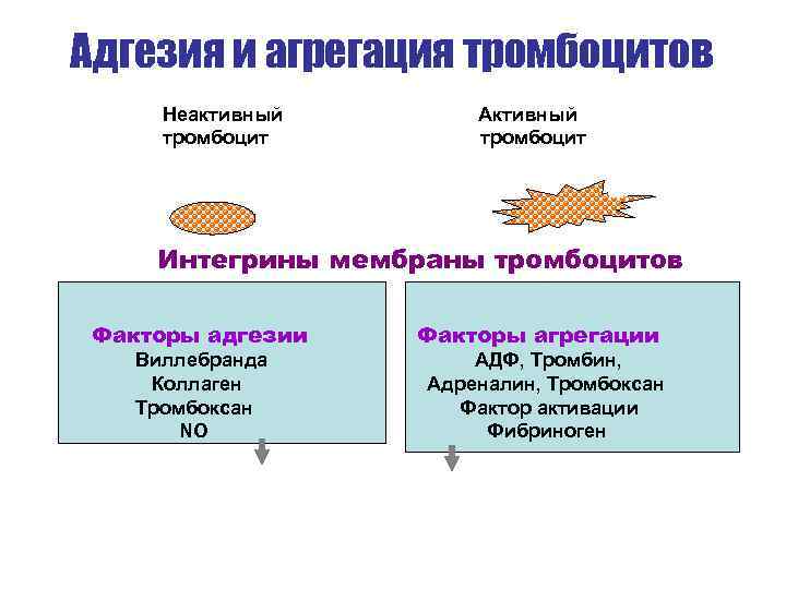 Адгезия в медицине. Механизмы адгезии и агрегации тромбоцитов. Адгезия и механизм агрегации. Факторы тромбоцитов регулирующие адгезию и агрегацию тромбоцитов. Факторы адгезии тромбоцитов.