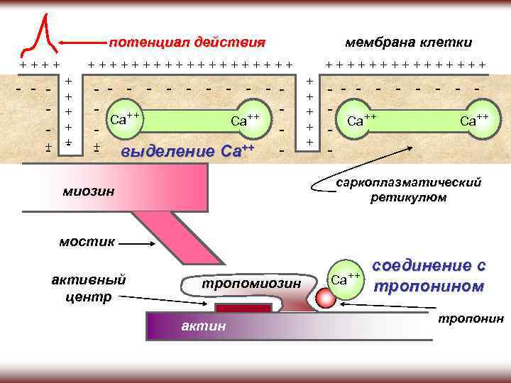 потенциал действия + + + + + + + + + + + мембрана