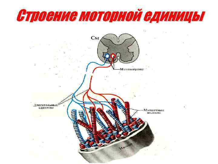 Строение моторной единицы 