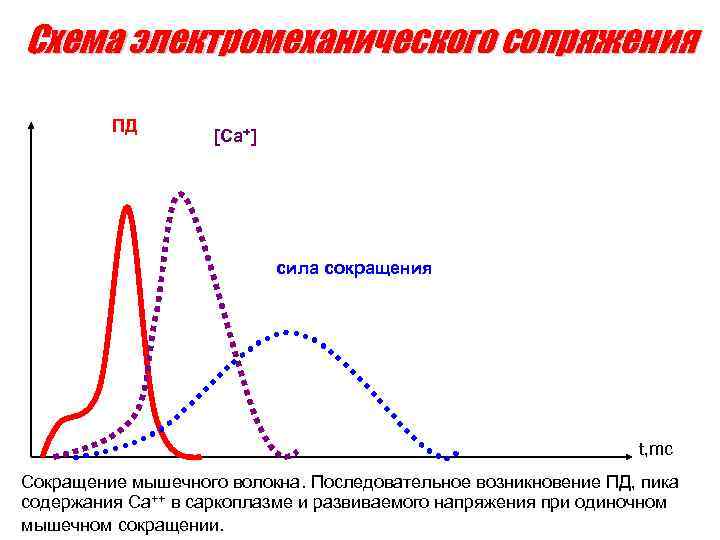 Схема электромеханического сопряжения ПД [Ca⁺] сила сокращения t, mc Сокращение мышечного волокна. Последовательное возникновение