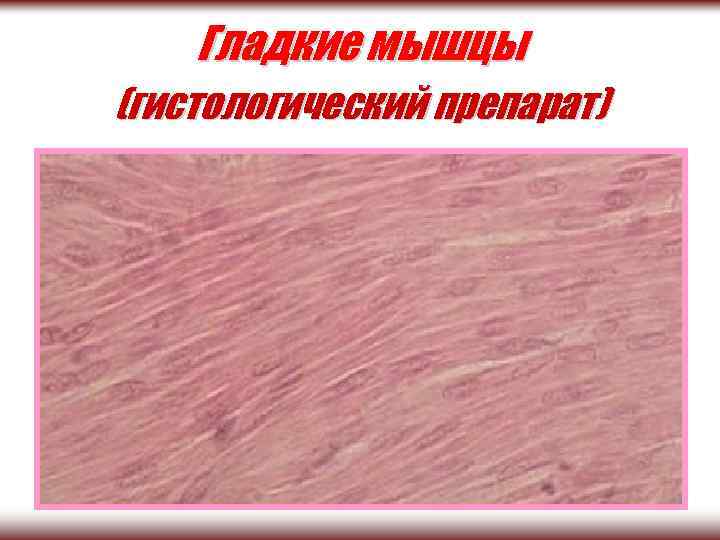 Гладкие мышцы (гистологический препарат) 