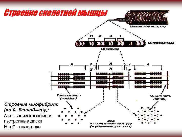 Строение скелетной мышцы Строение миофибрилл (по А. Ленинджеру): A и I анизотропные и изотропные