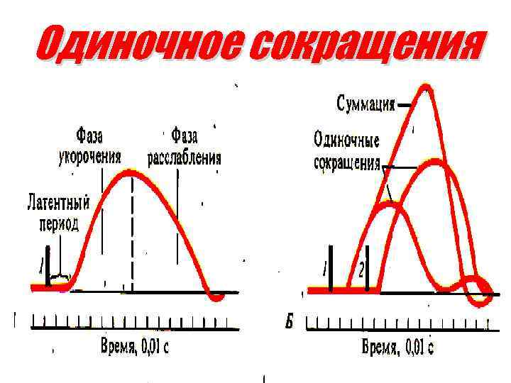 Сокращение графика