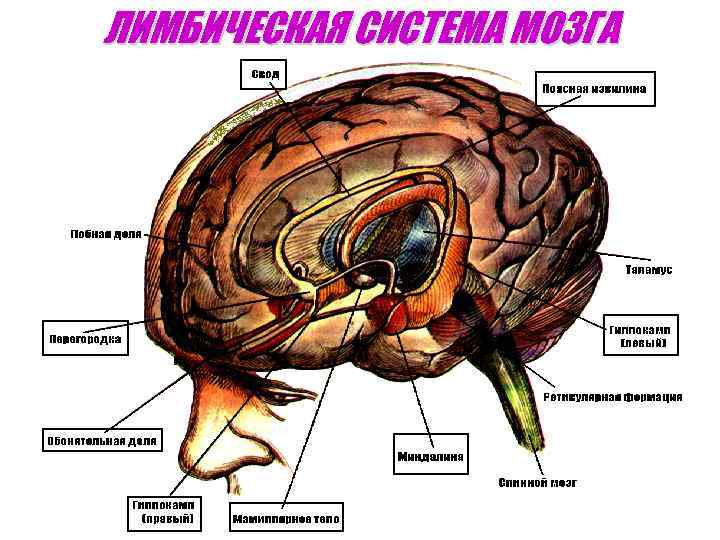 ЛИМБИЧЕСКАЯ СИСТЕМА МОЗГА 