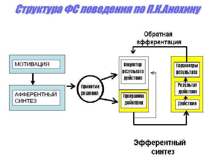 Структура ФС поведения по П. К. Анохину МОТИВАЦИЯ АФФЕРЕНТНЫЙ СИНТЕЗ 