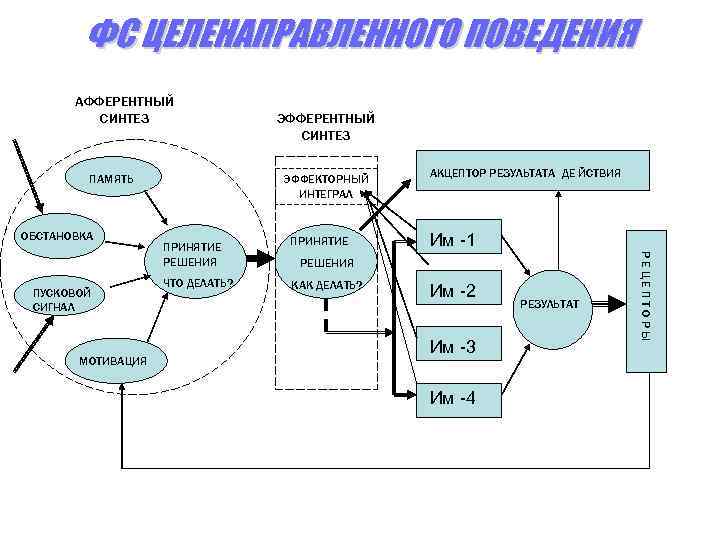 ФС ЦЕЛЕНАПРАВЛЕННОГО ПОВЕДЕНИЯ АФФЕРЕНТНЫЙ СИНТЕЗ ПАМЯТЬ ОБСТАНОВКА МОТИВАЦИЯ ЭФФЕКТОРНЫЙ ИНТЕГРАЛ ПРИНЯТИЕ РЕШЕНИЯ ПРИНЯТИЕ ЧТО