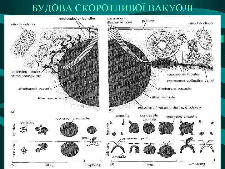 БУДОВА СКОРОТЛИВОЇ ВАКУОЛІ 