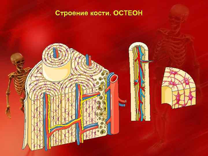 Строение кости. ОСТЕОН 