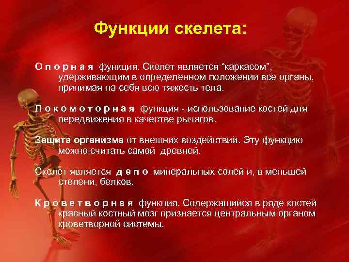 Функции скелета: О п о р н а я функция. Скелет является “каркасом”, удерживающим