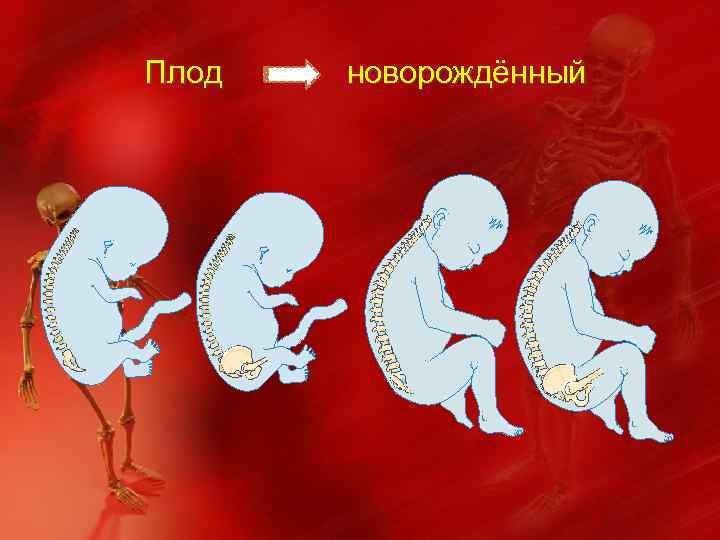 Плод новорождённый 