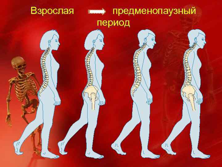Взрослая предменопаузный период 