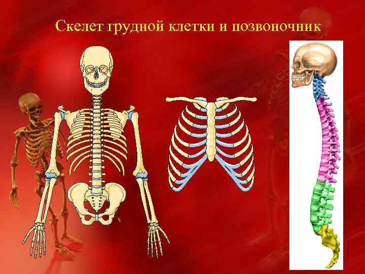 Скелет грудной клетки и позвоночник 