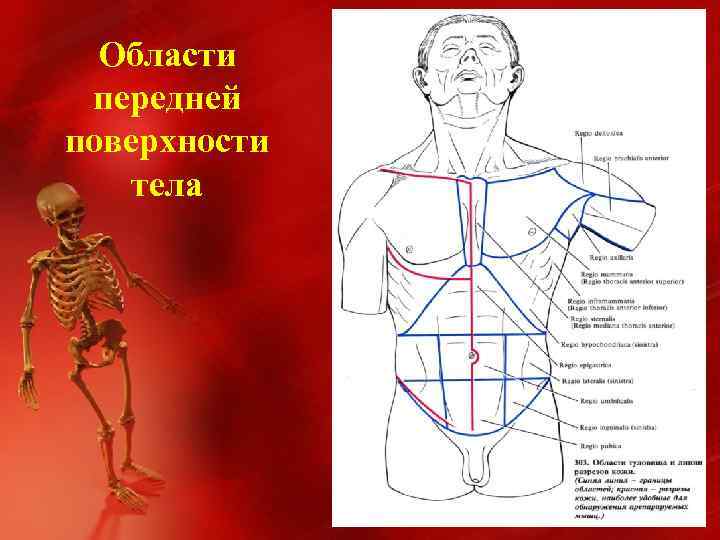 Поверхности тела человека. Поверхность тела. Передняя поверхность туловища. Области поверхности тела. Передней поверхности тела.