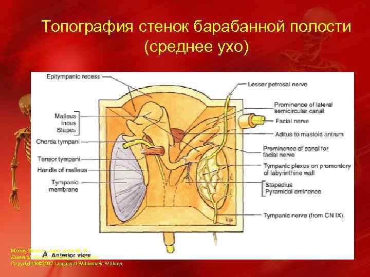 Схема барабанной полости