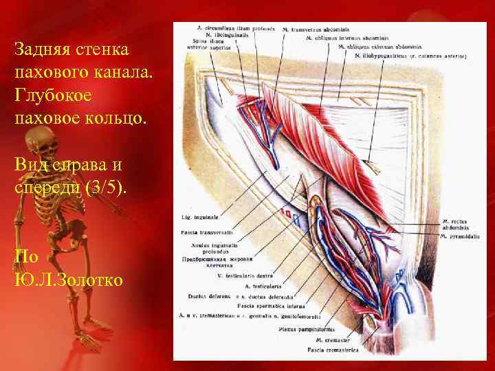 Стенки пахового канала