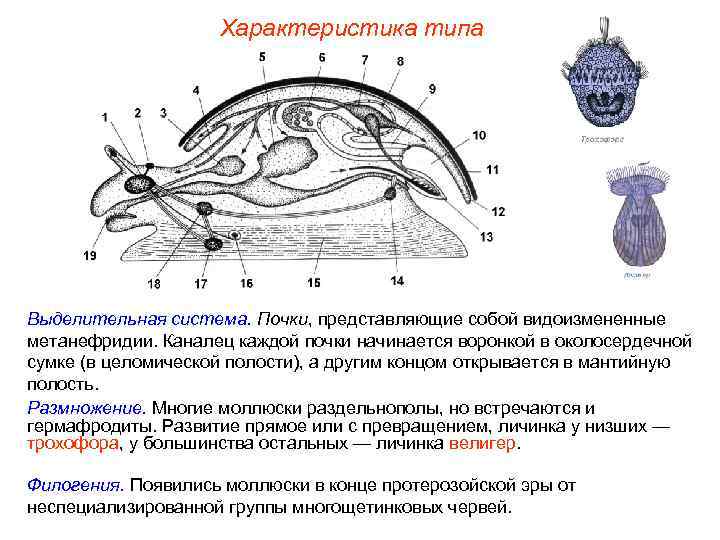 Характеристика типа Выделительная система. Почки, представляющие собой видоизмененные метанефридии. Каналец каждой почки начинается воронкой