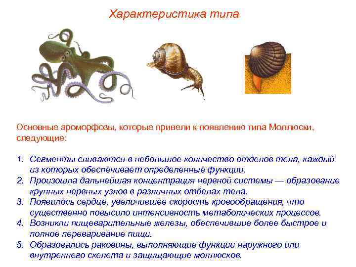 Характеристика типа Основные ароморфозы, которые привели к появлению типа Моллюски, следующие: 1. Сегменты сливаются