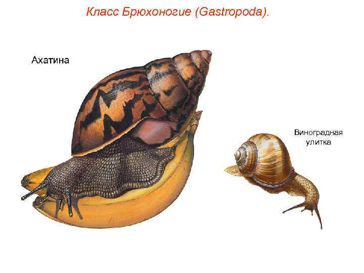 Класс Брюхоногие (Gastropoda). Виноградная улитка 