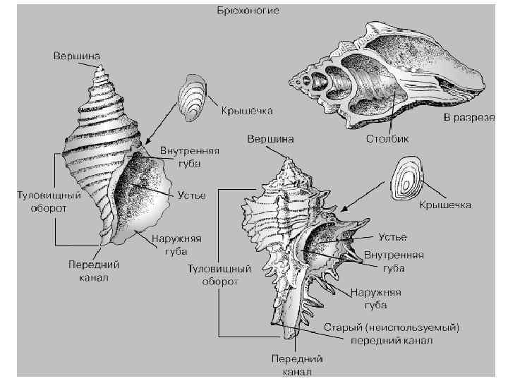 Строение раковины морского моллюска. Строение раковины брюхоногих моллюсков. Внешнее строение раковины рапана. Строение раковины рапана. Строение раковины брюхоногих.