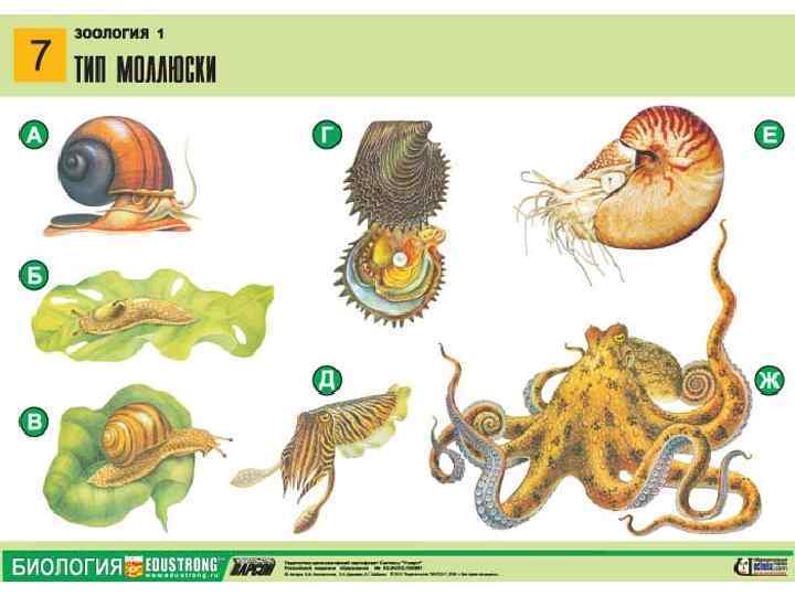 Группа моллюски представители. Представители типа моллюсков. Биология представители типа моллюски. Тип моллюски иллюстрация. Карточки по зоологии.
