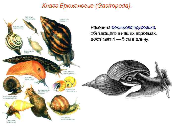 Класс Брюхоногие (Gastropoda). Раковина большого прудовика, обитающего в наших водоемах, достигает 4 — 5