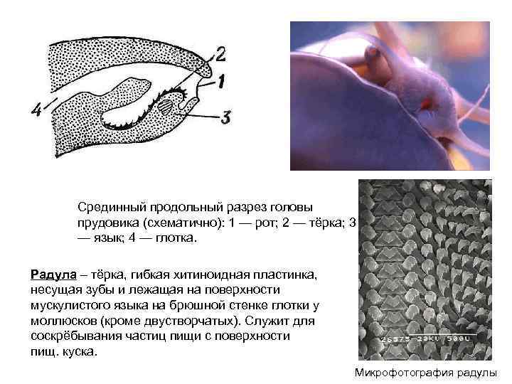 Срединный продольный разрез головы прудовика (схематично): 1 — рот; 2 — тёрка; 3 —