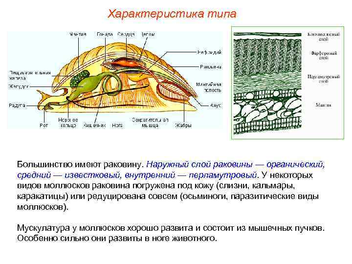 Характеристика типа Большинство имеют раковину. Наружный слой раковины — органический, средний — известковый, внутренний