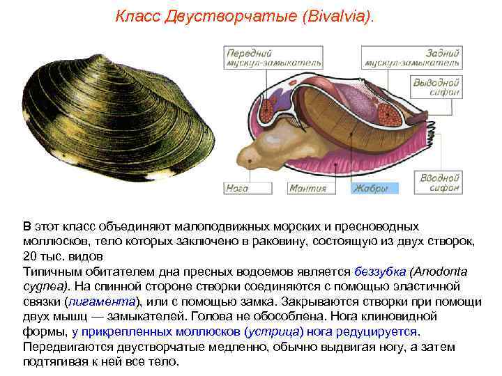 Калина какого класса