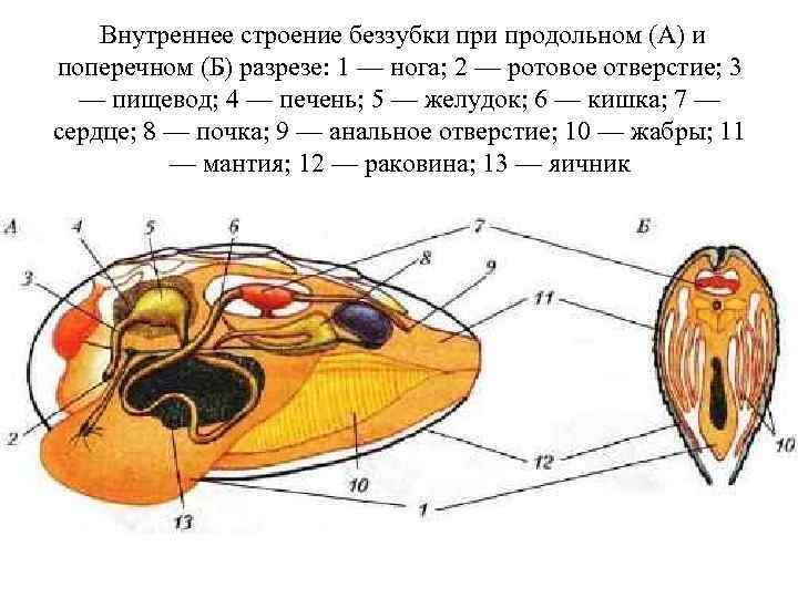 Схема двухстворчатых. Внутреннее строение беззубки биология 7 класс. Класс двустворчатые беззубка. Двустворчатые моллюски беззубка строение. Двустворчатые моллюски внутреннее строение.