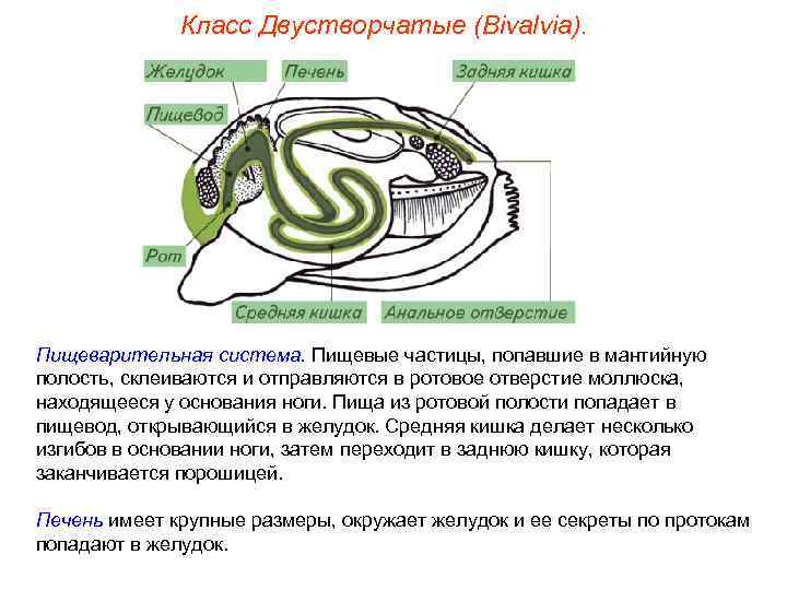 Класс Двустворчатые (Bivalvia). Пищеварительная система. Пищевые частицы, попавшие в мантийную полость, склеиваются и отправляются
