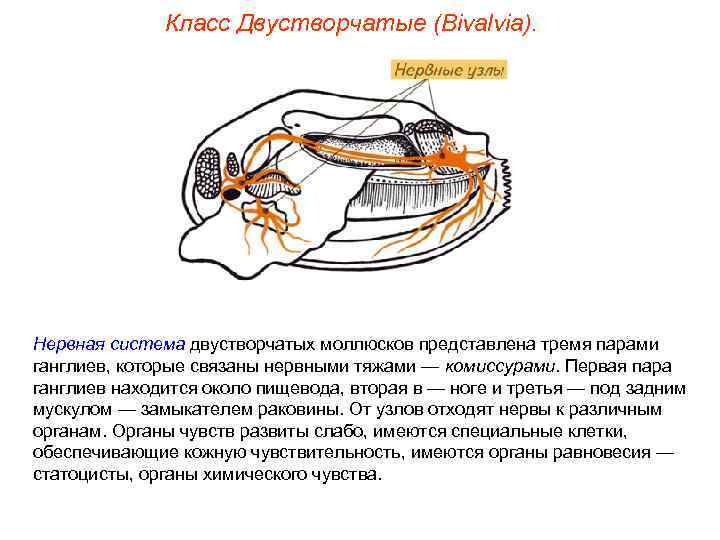 Класс Двустворчатые (Bivalvia). Нервная система двустворчатых моллюсков представлена тремя парами ганглиев, которые связаны нервными
