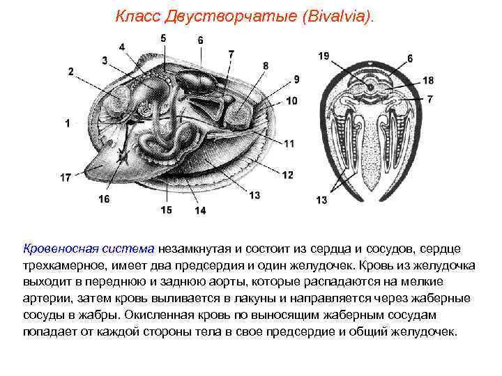 Класс Двустворчатые (Bivalvia). Кровеносная система незамкнутая и состоит из сердца и сосудов, сердце трехкамерное,