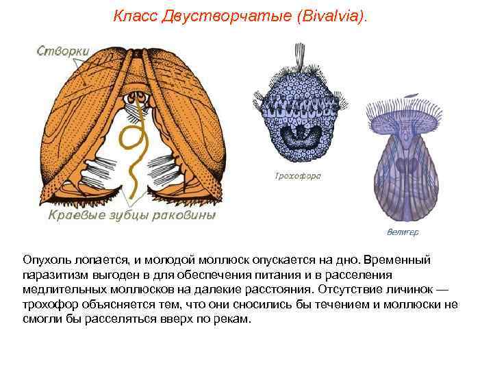 Класс Двустворчатые (Bivalvia). Опухоль лопается, и молодой моллюск опускается на дно. Временный паразитизм выгоден