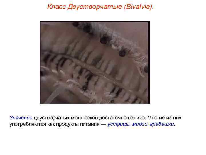 Класс Двустворчатые (Bivalvia). Значение двустворчатых моллюсков достаточно велико. Многие из них употребляются как продукты