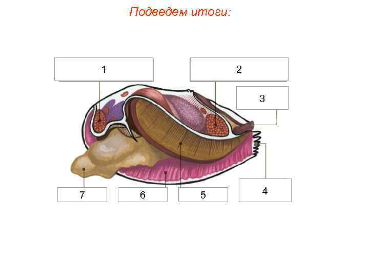 Подведем итоги: 1 2 3 7 6 5 4 