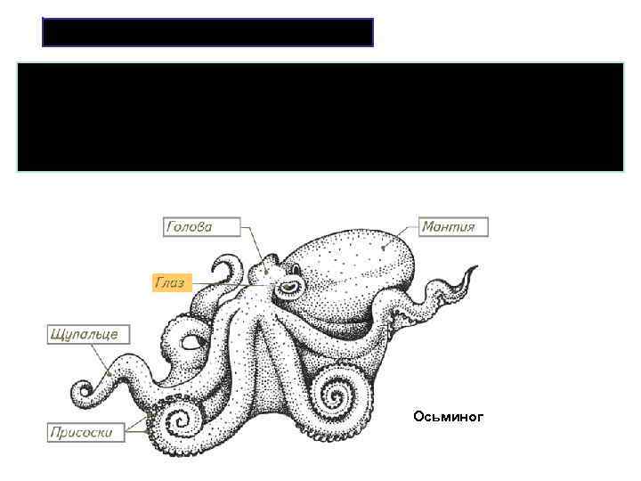 Части осьминога. Строение головоногих моллюсков. Внешнее строение головоногих. Строение осьминога. Внешнее строение осьминога.