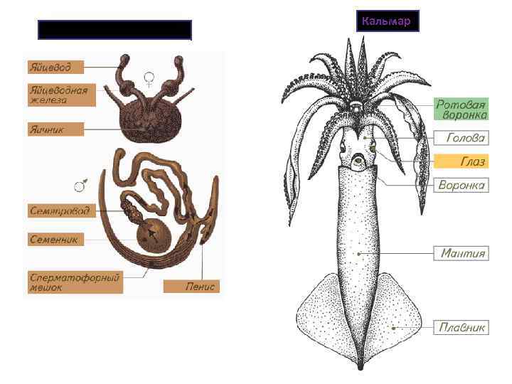 Половая система осьминога Кальмар 