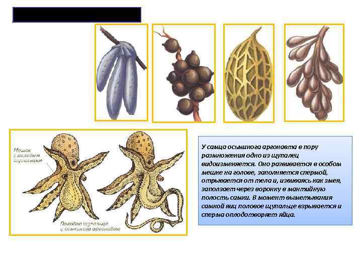 Яйца головоногих моллюсков У самца осьминога аргонавта в пору размножения одно из щупалец видоизменяется.