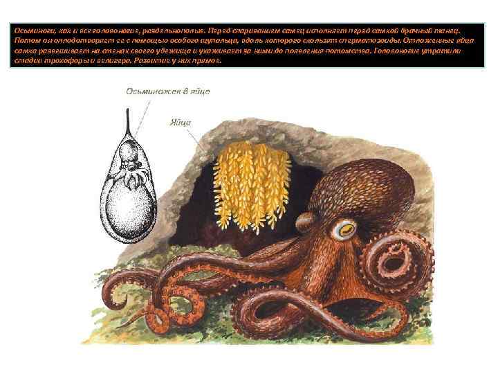 Осьминоги, как и все головоногие, раздельнополые. Перед спариванием самец исполняет перед самкой брачный танец.