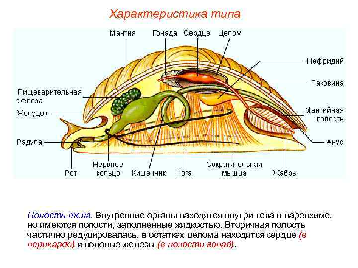Характеристика типа Полость тела. Внутренние органы находятся внутри тела в паренхиме, но имеются полости,