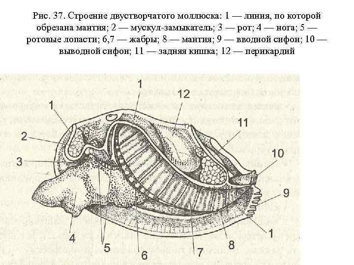 Моллюски имеют складку кожи мантию. Двустворчатые моллюски строение. Класс двустворчатые внутреннее строение. Пластинчатожаберные моллюски строение.