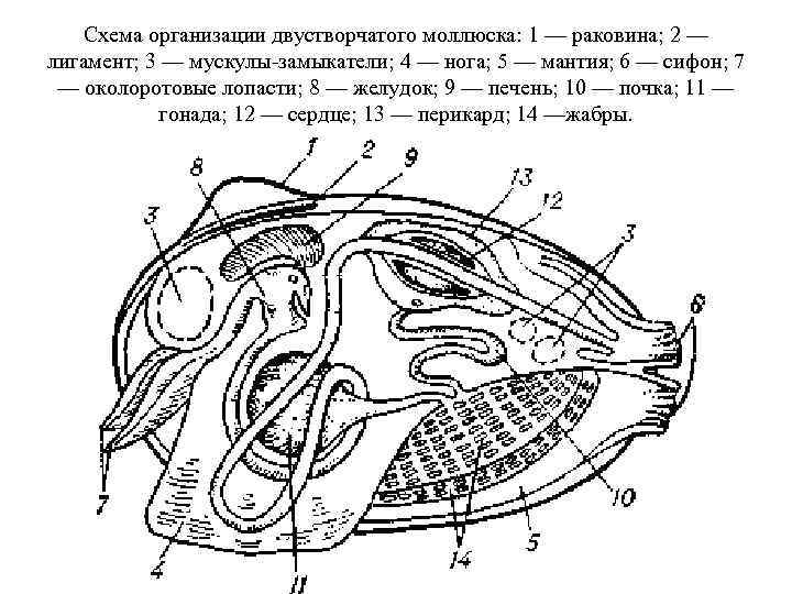 Схема организации двустворчатого моллюска: 1 — раковина; 2 — лигамент; 3 — мускулы-замыкатели; 4