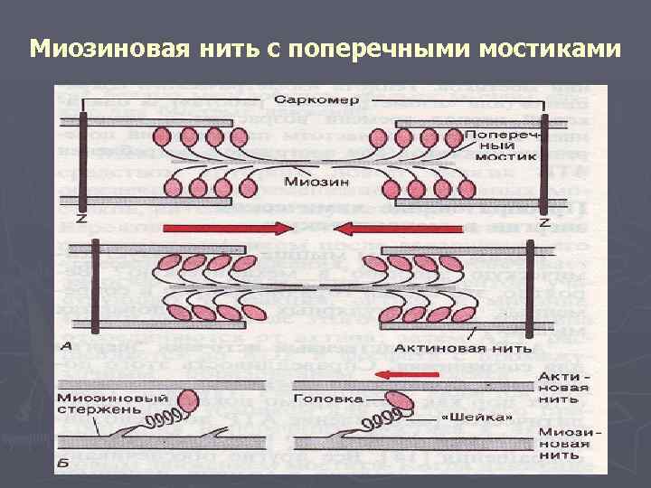 Миозиновая нить с поперечными мостиками 