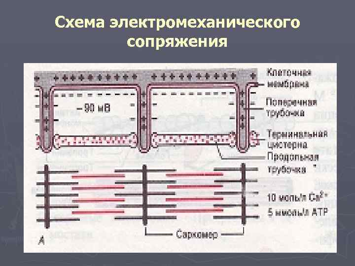 Схема электромеханического сопряжения 