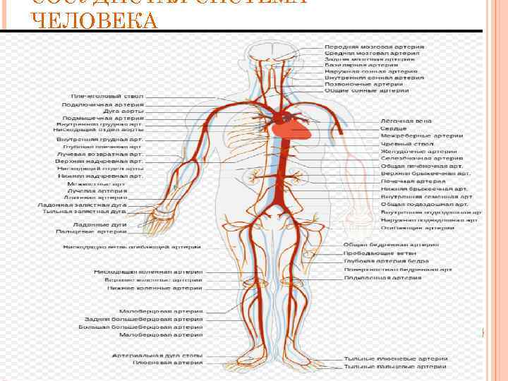 СОСУДИСТАЯ СИСТЕМА ЧЕЛОВЕКА 