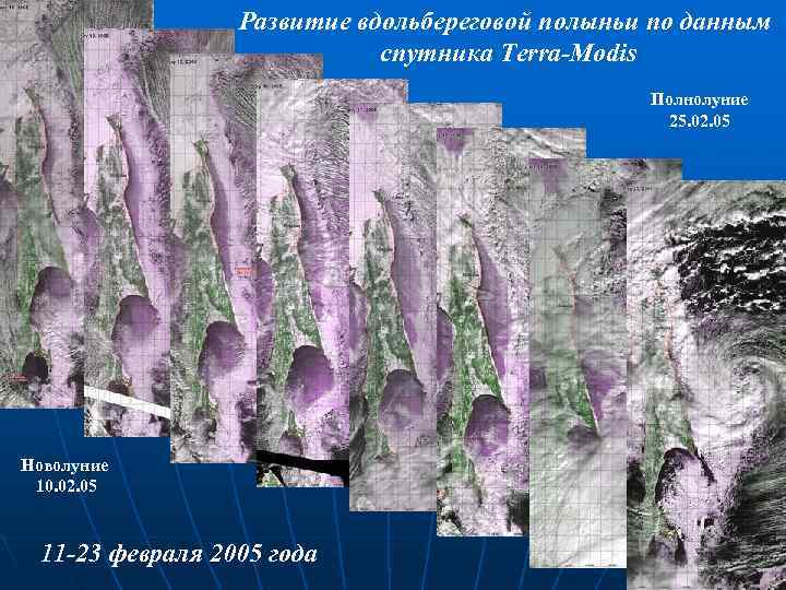 Развитие вдольбереговой полыньи по данным спутника Terra-Modis Полнолуние 25. 02. 05 Новолуние 10. 02.