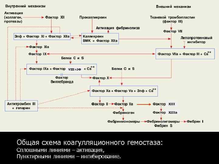 VIII+3 Ф XIIIa Общая схема коагулляционного гемостаза: Сплошными линиями – активация, Пунктирными линиями –
