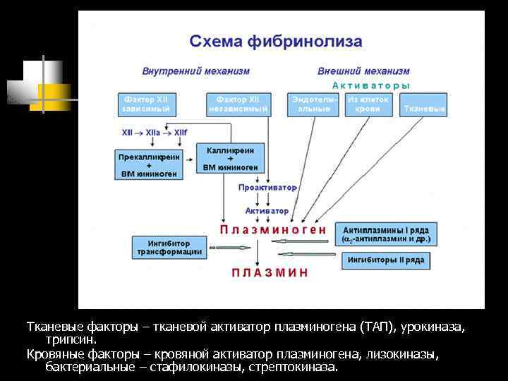 Тканевые факторы – тканевой активатор плазминогена (ТАП), урокиназа, трипсин. Кровяные факторы – кровяной активатор